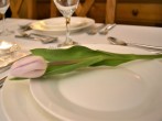 Tulip on a plate